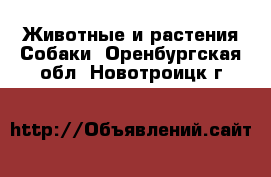 Животные и растения Собаки. Оренбургская обл.,Новотроицк г.